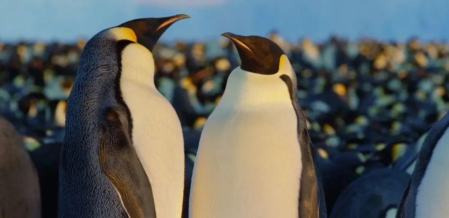 BBC触犯行规拍下的神作，让一亿人哭着打出9.7：自然越残酷，生命越坚韧！