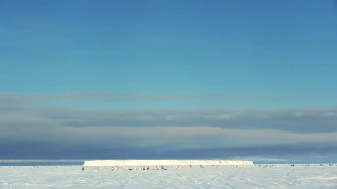 BBC触犯行规拍下的神作，让一亿人哭着打出9.7：自然越残酷，生命越坚韧！