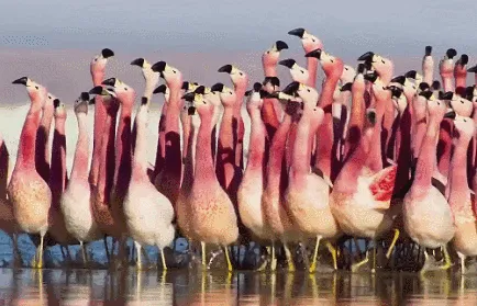 BBC触犯行规拍下的神作，让一亿人哭着打出9.7：自然越残酷，生命越坚韧！