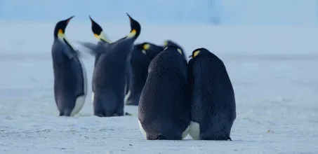 BBC触犯行规拍下的神作，让一亿人哭着打出9.7：自然越残酷，生命越坚韧！