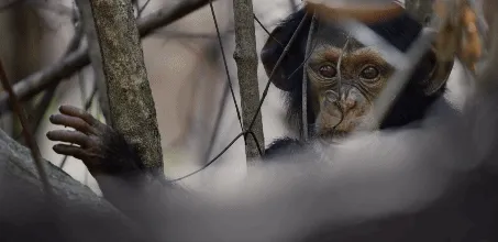 BBC触犯行规拍下的神作，让一亿人哭着打出9.7：自然越残酷，生命越坚韧！