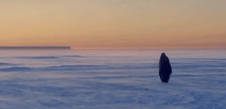 BBC触犯行规拍下的神作，让一亿人哭着打出9.7：自然越残酷，生命越坚韧！