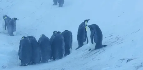 BBC触犯行规拍下的神作，让一亿人哭着打出9.7：自然越残酷，生命越坚韧！