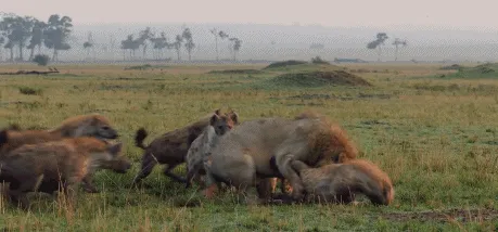 BBC触犯行规拍下的神作，让一亿人哭着打出9.7：自然越残酷，生命越坚韧！