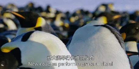 BBC触犯行规拍下的神作，让一亿人哭着打出9.7：自然越残酷，生命越坚韧！