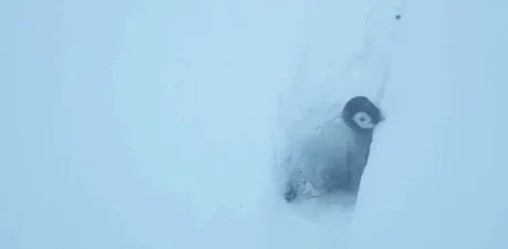 BBC触犯行规拍下的神作，让一亿人哭着打出9.7：自然越残酷，生命越坚韧！