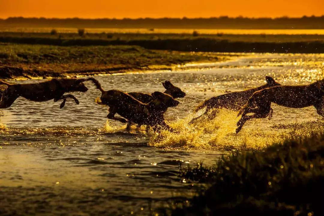 BBC触犯行规拍下的神作，让一亿人哭着打出9.7：自然越残酷，生命越坚韧！
