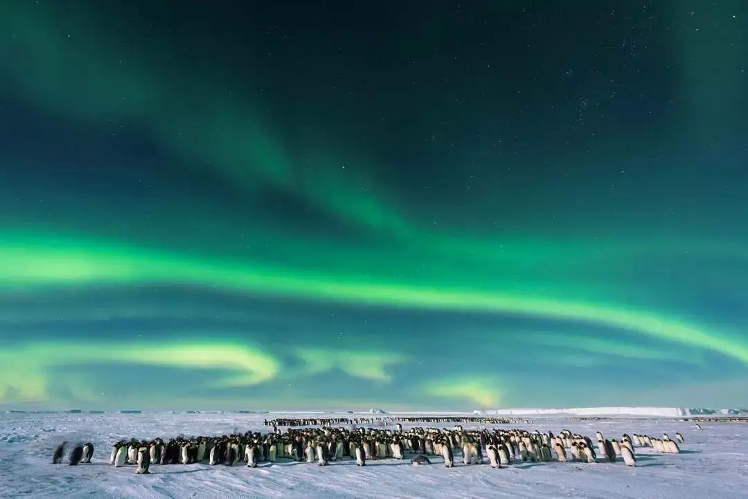 BBC触犯行规拍下的神作，让一亿人哭着打出9.7：自然越残酷，生命越坚韧！