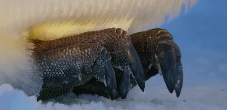 BBC触犯行规拍下的神作，让一亿人哭着打出9.7：自然越残酷，生命越坚韧！