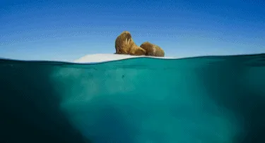 BBC触犯行规拍下的神作，让一亿人哭着打出9.7：自然越残酷，生命越坚韧！