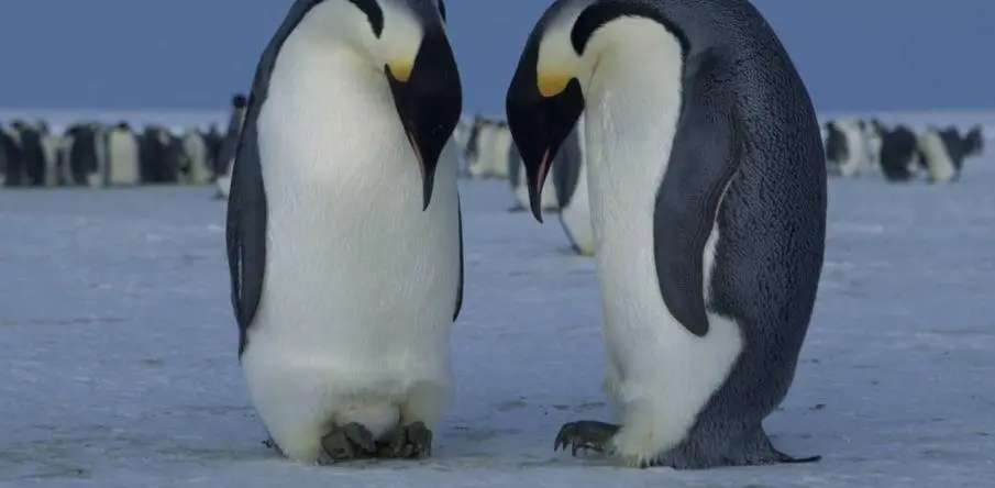 BBC触犯行规拍下的神作，让一亿人哭着打出9.7：自然越残酷，生命越坚韧！