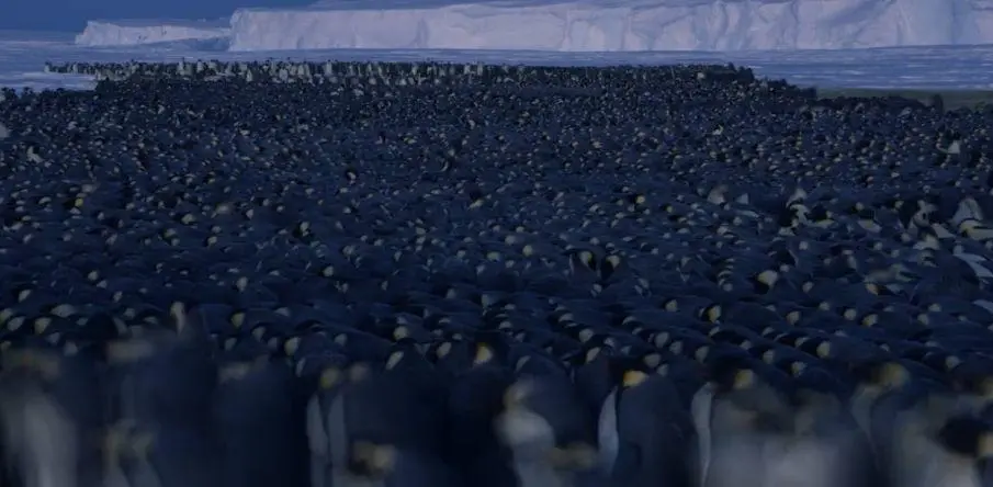 BBC触犯行规拍下的神作，让一亿人哭着打出9.7：自然越残酷，生命越坚韧！