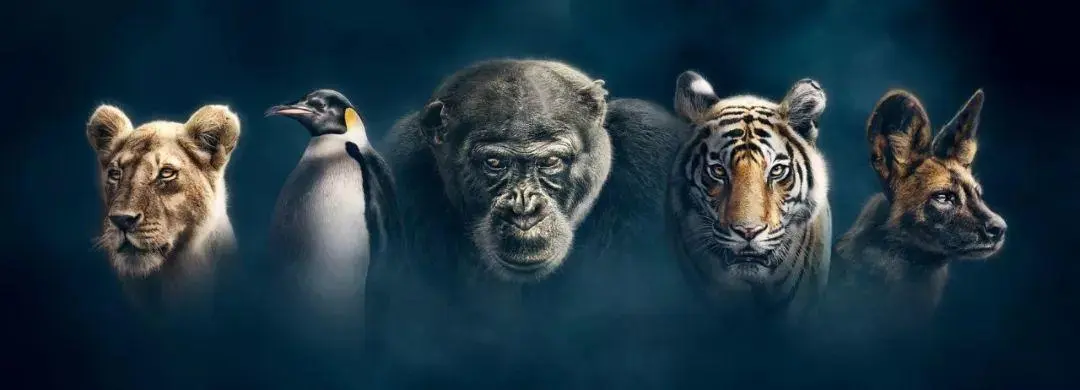 BBC触犯行规拍下的神作，让一亿人哭着打出9.7：自然越残酷，生命越坚韧！