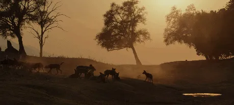 BBC触犯行规拍下的神作，让一亿人哭着打出9.7：自然越残酷，生命越坚韧！