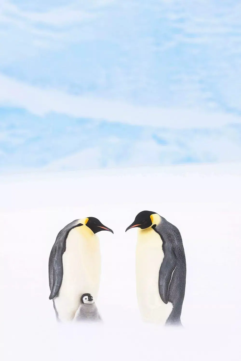 BBC触犯行规拍下的神作，让一亿人哭着打出9.7：自然越残酷，生命越坚韧！