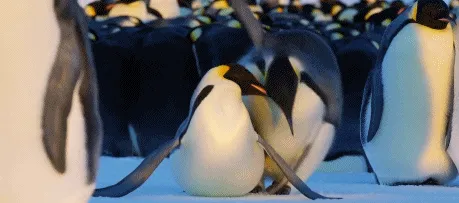 BBC触犯行规拍下的神作，让一亿人哭着打出9.7：自然越残酷，生命越坚韧！