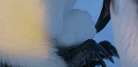 BBC触犯行规拍下的神作，让一亿人哭着打出9.7：自然越残酷，生命越坚韧！