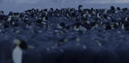 BBC触犯行规拍下的神作，让一亿人哭着打出9.7：自然越残酷，生命越坚韧！