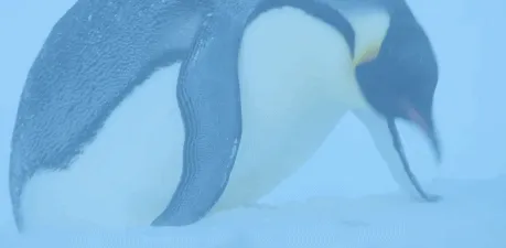 BBC触犯行规拍下的神作，让一亿人哭着打出9.7：自然越残酷，生命越坚韧！