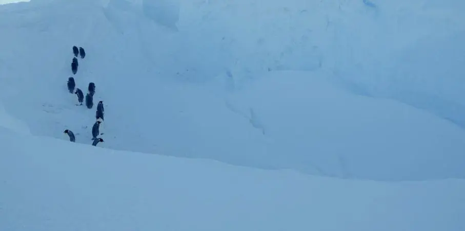 BBC触犯行规拍下的神作，让一亿人哭着打出9.7：自然越残酷，生命越坚韧！