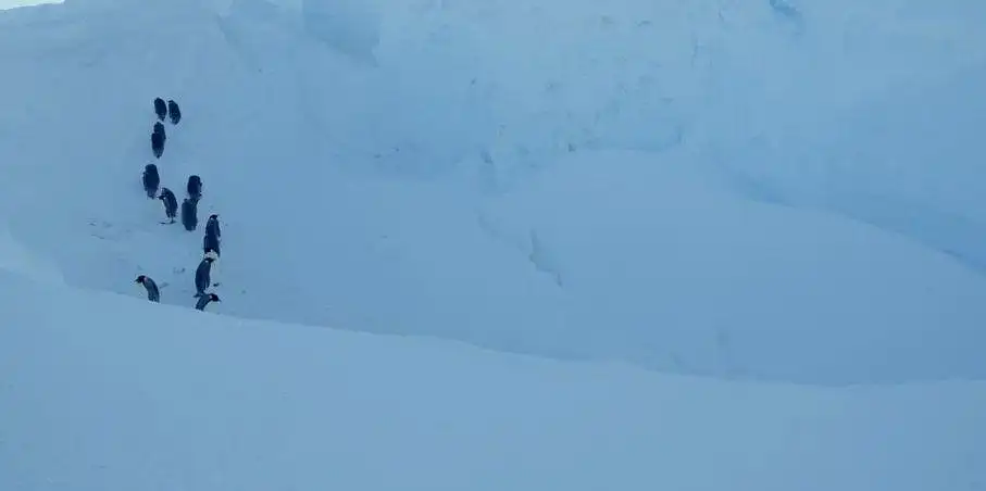 BBC触犯行规拍下的神作,让一亿人哭着打出9.7:自然越残酷,生命越坚韧! BBC触犯行规拍下的神作,让一亿人哭着打出9.7:自然越残酷,生命越坚韧!