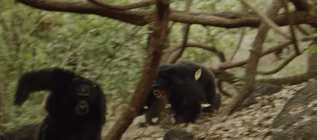 BBC触犯行规拍下的神作，让一亿人哭着打出9.7：自然越残酷，生命越坚韧！