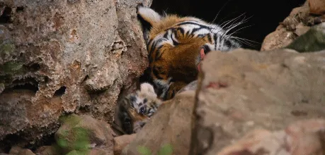 BBC触犯行规拍下的神作，让一亿人哭着打出9.7：自然越残酷，生命越坚韧！