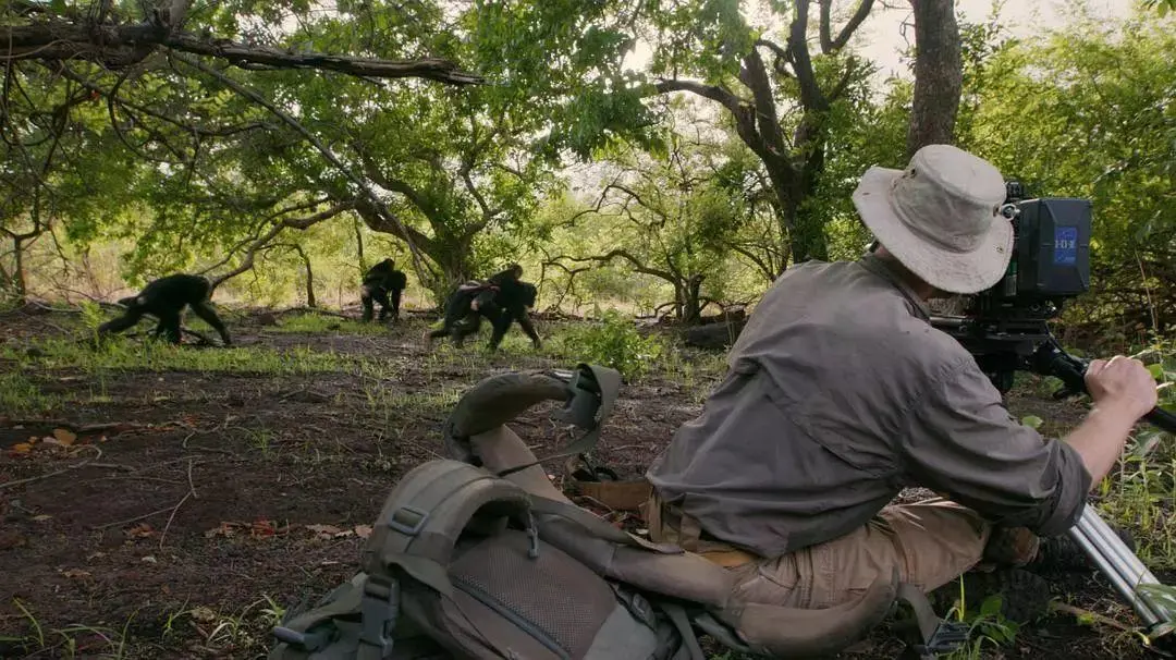 BBC触犯行规拍下的神作，让一亿人哭着打出9.7：自然越残酷，生命越坚韧！