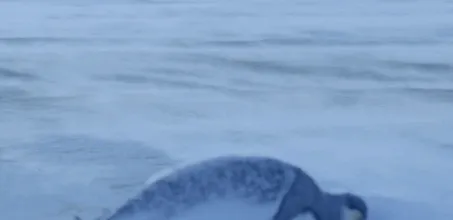 BBC触犯行规拍下的神作，让一亿人哭着打出9.7：自然越残酷，生命越坚韧！