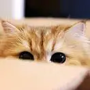 华洛Preying for的头像