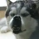 喜洋洋村长的头像